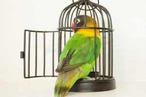 bird-cage-door-open-escape-photo-your-design-93980618